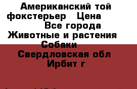 Американский той фокстерьер › Цена ­ 25 000 - Все города Животные и растения » Собаки   . Свердловская обл.,Ирбит г.